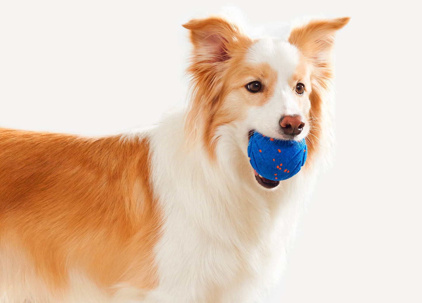 הכדור החכם של טייליג׳נט